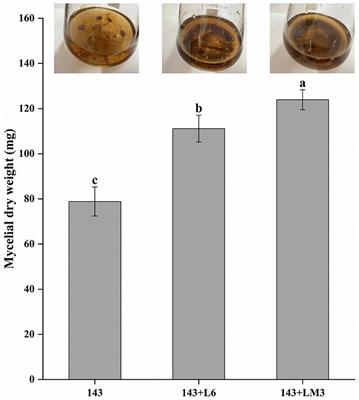 Isolation and identification of mycorrhizal helper bacteria of Vaccinium uliginosum and their interaction with mycorrhizal fungi